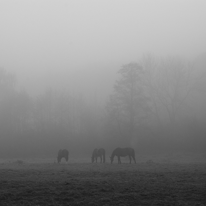 Horses in morning fog