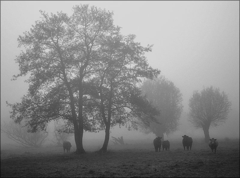 Pastoral